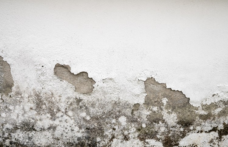 How to Get Rid of Mould and Mildew