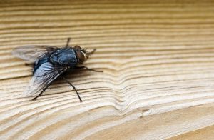 How to Get Rid of Fruit Flies in the Bathroom
