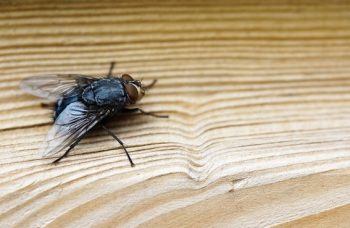 How to Get Rid of Fruit Flies in the Bathroom